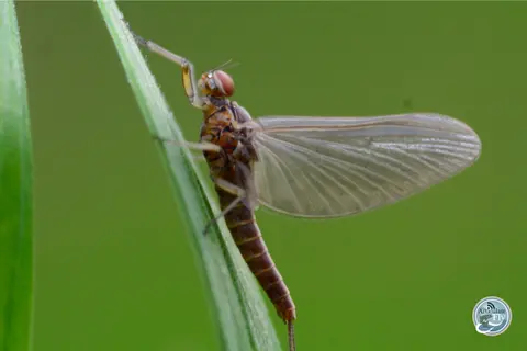 HOW TO FLY FISH: MAYFLIES (PART I): NYMPHS AND EMERGERS