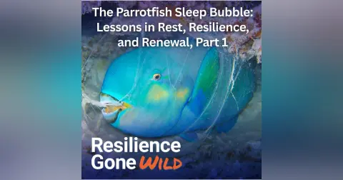 The Parrotfish Sleep Bubble: Lessons in Rest, Resilience, and Renewal, Part 1