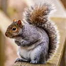 Animals In The Backyard – Kids Podcast