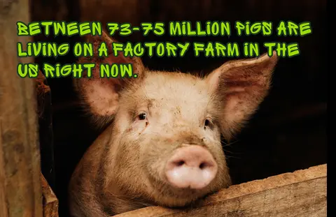 Factory Farms: The Pig's Story