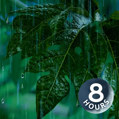 Heavy Rain Noise on Jungle Foliage Puts You to Sleep! | 8 Hours