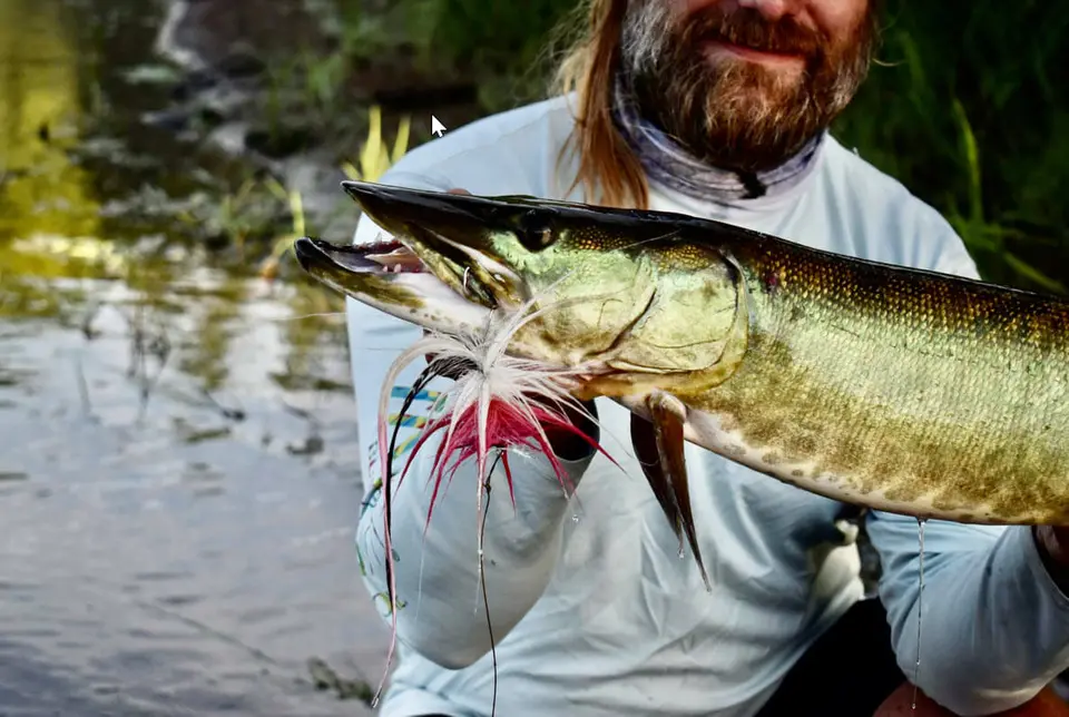 Croix 2.jpg Musky on the St. Croix River Wisconsin