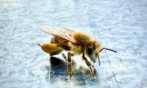 Your Bees and Early Spring Build Up