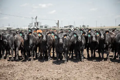 Keep/Cull Poll Question, Livestock Risk Protection, Dr. Larson’s Tanzania Trip, Ag Econ Questions, Institutional Risk, Young Calf Health, Top 5 Health Concerns with Pre-Weaned Calves, Soil Spores, Foot Rot