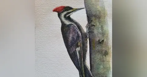 Woodpeckers