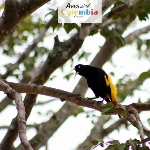 Las aves imitadoras: engañadoras emplumadas entrando al juego.