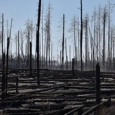 The Deforestation of Eastern Ukraine