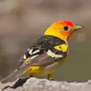 Migration In New Mexico