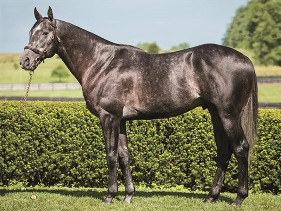 cairo-prince.jpg Cairo Prince, a Thoroughbred Stallion