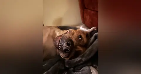 Our Canine Family Members' Evolution