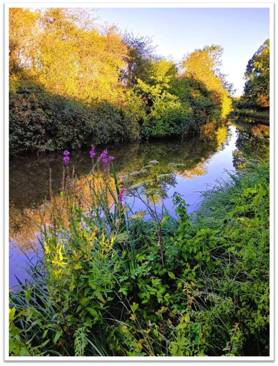 Goose (comp).jpg Purple loosestrife growing along a stretch of canal in autumnal sunshine