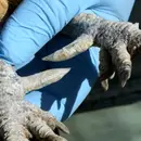Historias de Miedo Enero 30 de 2023 PATAS DE GALLINA