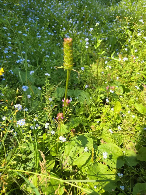 5.3 Shotgun in the Garden: food storage & food values