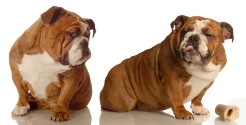 The 'Three-Part Filter': Your Essential Checklist Before Getting a Second Dog