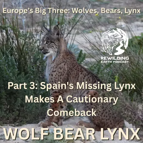 Episode 160: Europe’s Big Three – Wolves, Bears, Lynx. Part 3: Spain’s Missing Lynx Makes A Cautionary Comeback
