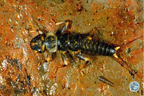 HOW TO FLY FISH: STONEFLIES (PART I): NYMPHS AND EMERGERS