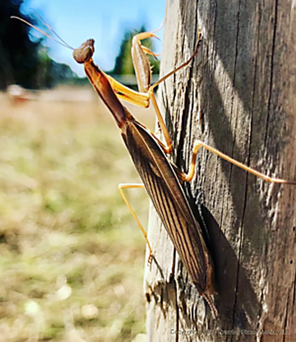 Mantis on Post Mantis on Post