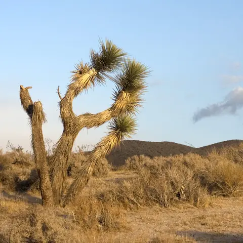 S1E9: Saving the Western Joshua tree