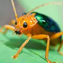 Bugs