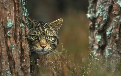Episode 167: Paul Lister on Rewilding Scotland’s Highlands at Alladale Wilderness Reserve