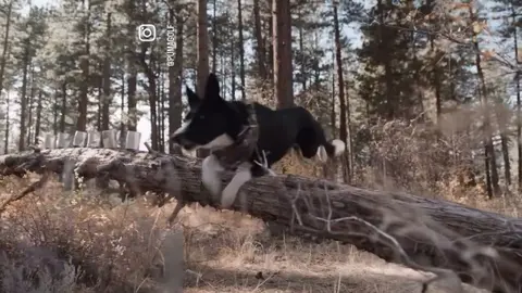 PUMA’s Newest Athlete is a Dog
