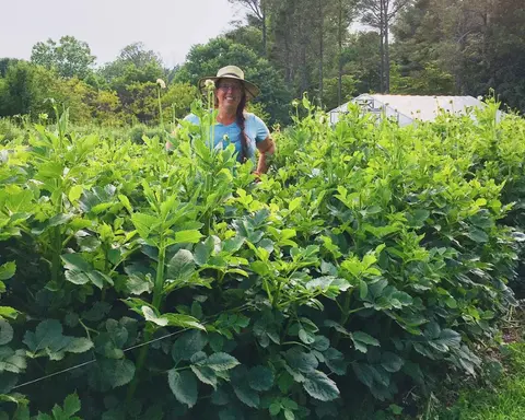 Episode 46:  Overwintering Dahlias in the Ground, Zones 5 and Warmer