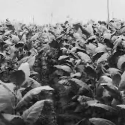 #1062 La historia del tabaco en Puerto Rico