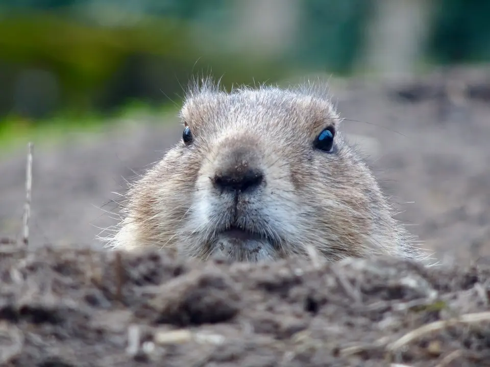 Groundhog peeks his head out of a hole in a dirt ground and stares straight at the camera.