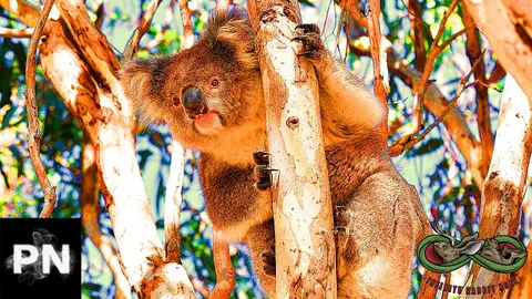 Drop Bears