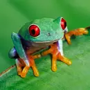 Frogs & Toads