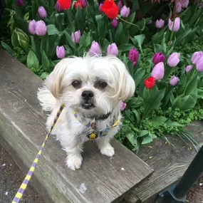 Bibi (Honey the Dog) Profile Photo