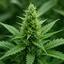 Our 4/20 Episode