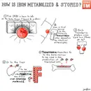 #147 Iron Deficiency: Grey Matters Segment