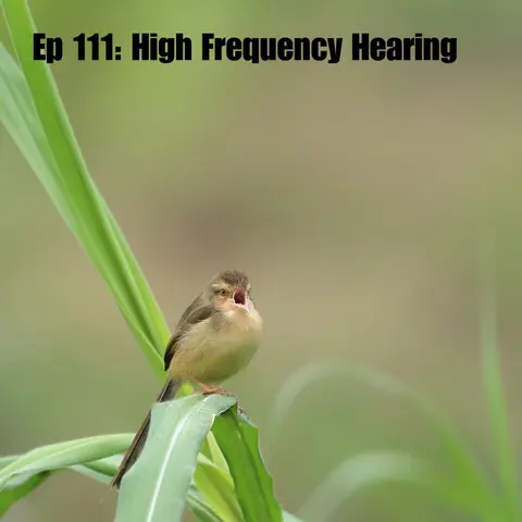 Ep 111: High Frequency Hearing