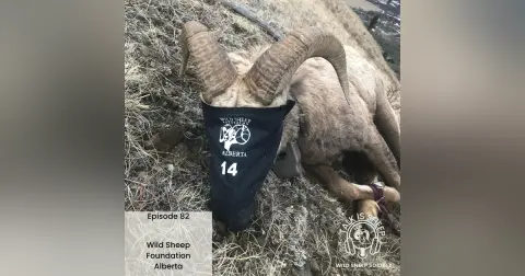 Ep 82: Wild Sheep Foundation Alberta with Paul Chambers & Mike Smith