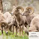 EP 107: Eastern Chapter of Wild Sheep Foundation