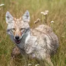 Coyotes
