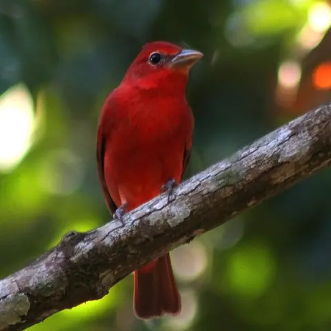 La migración de las aves- Bird migration