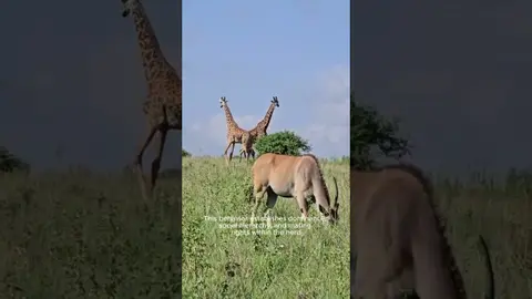 Giraffe Necking Duels