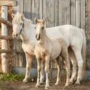 EPISODE 181 – A Better Future for Alberta’s Animals