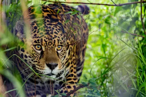 Episode 157: The Jaguar’s Path – Rewilding a Continental Corridor with Sebastian Di Martino