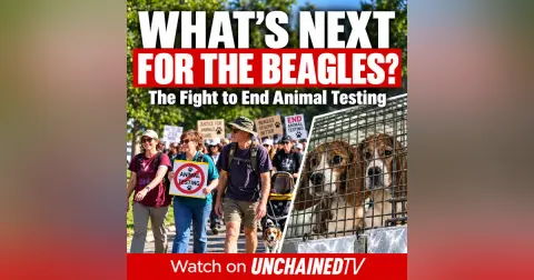 What's Next for the Beagles? The Fight to End Animal Testing