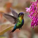 Summer Birds