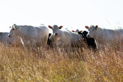 Economic Impacts, Listener Question, Top Tips for Early Calving, Changes in Cow/Calf Herds, Breeding Season