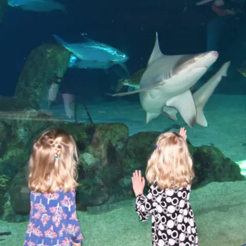 At The Aquarium