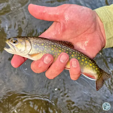 S8, Ep 26: Hatches and Happenings: George Costa's Guide to Spring Fishing in Central PA