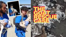 Goat Rescue Trial Takes a Dramatic Turn