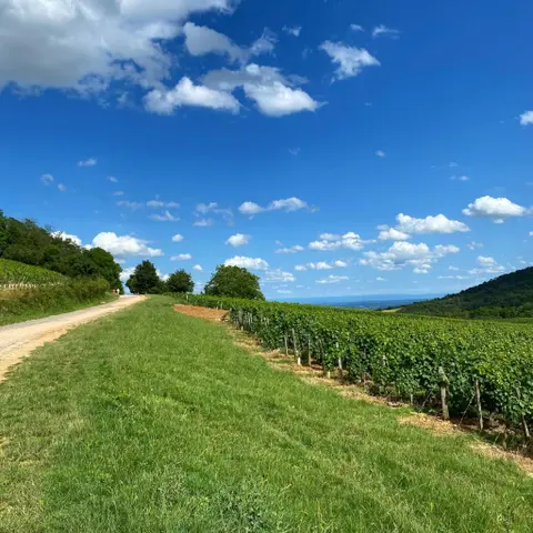 Wat is er nou zo bijzonder of lekker aan Beaujolais Primeur?
