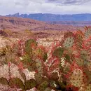 S5E34: Chihuahuan Desert 101 with Dr. Kevin Floyd