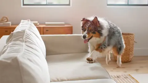 Watch Basil the Aussie Take Her First Leap Into Animal Acting!